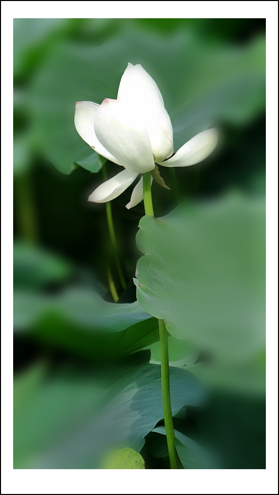 DSC05933_conew1.jpg