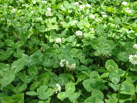DSCF6296.JPG