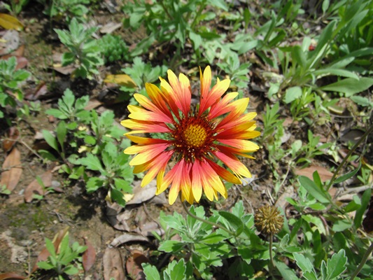 DSCF6307.JPG