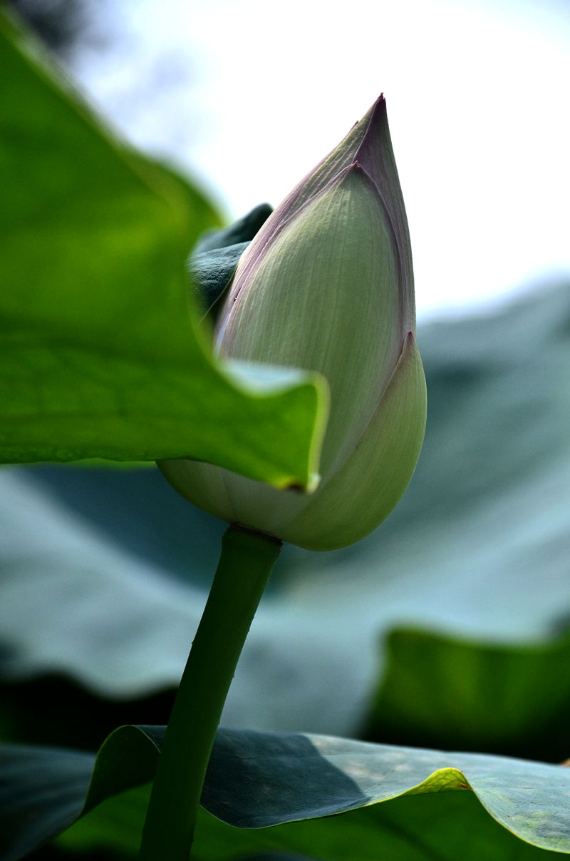 DSC_3675.jpg