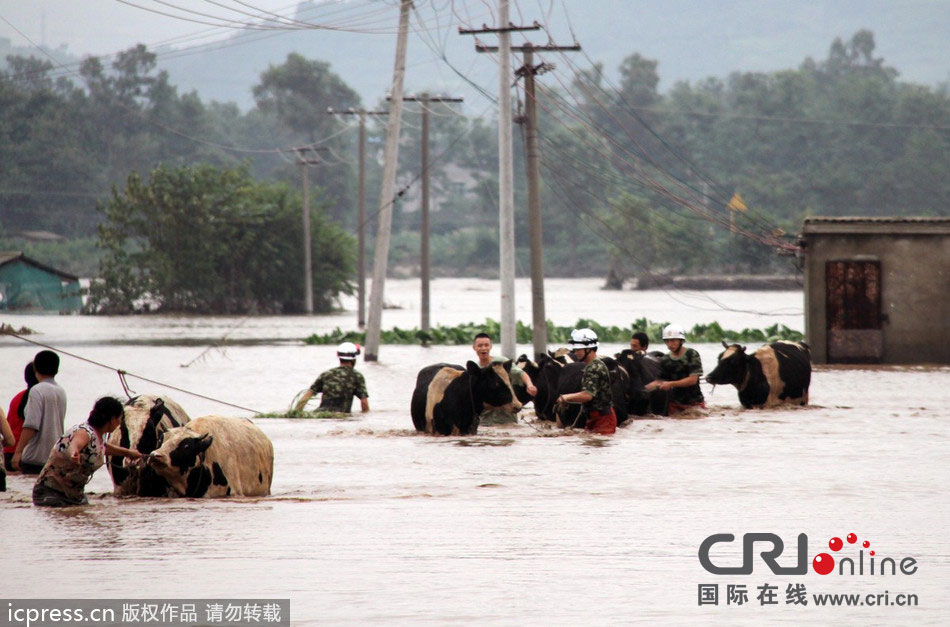 洪水中消防官兵3个小时奋力营救400余头奶牛