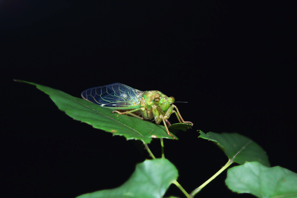 幼蝉-麻辣摄影-麻辣社区 四川第一网络社区 你的言论 影响四川