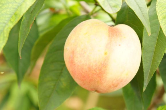 威远县万祥村皮球桃喜获丰收