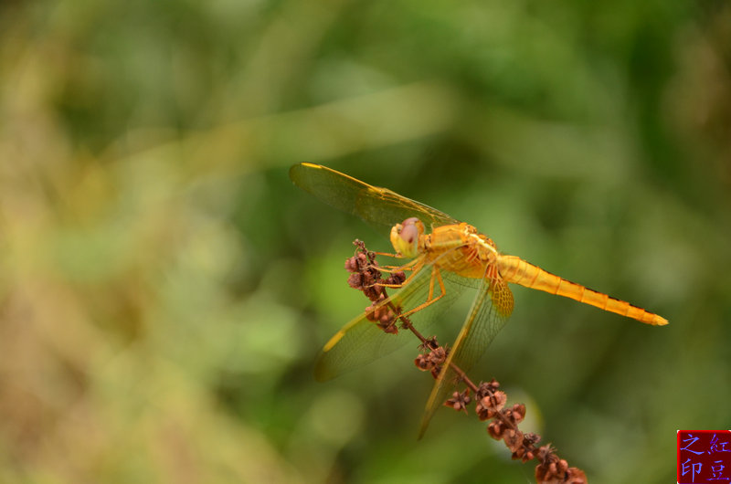 DSC_7471_1.JPG
