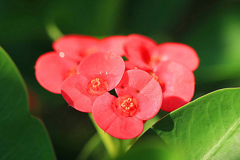 红艳艳的麒麟花