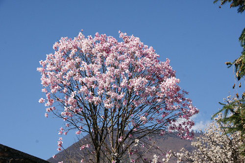 西康木兰树是一朵花花是一棵树