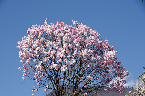 西康木兰树是一朵花花是一棵树