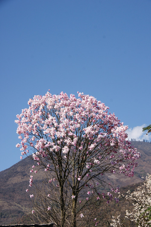 西康木兰树是一朵花花是一棵树