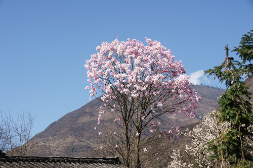 西康木兰树是一朵花花是一棵树