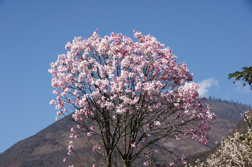 西康木兰树是一朵花花是一棵树