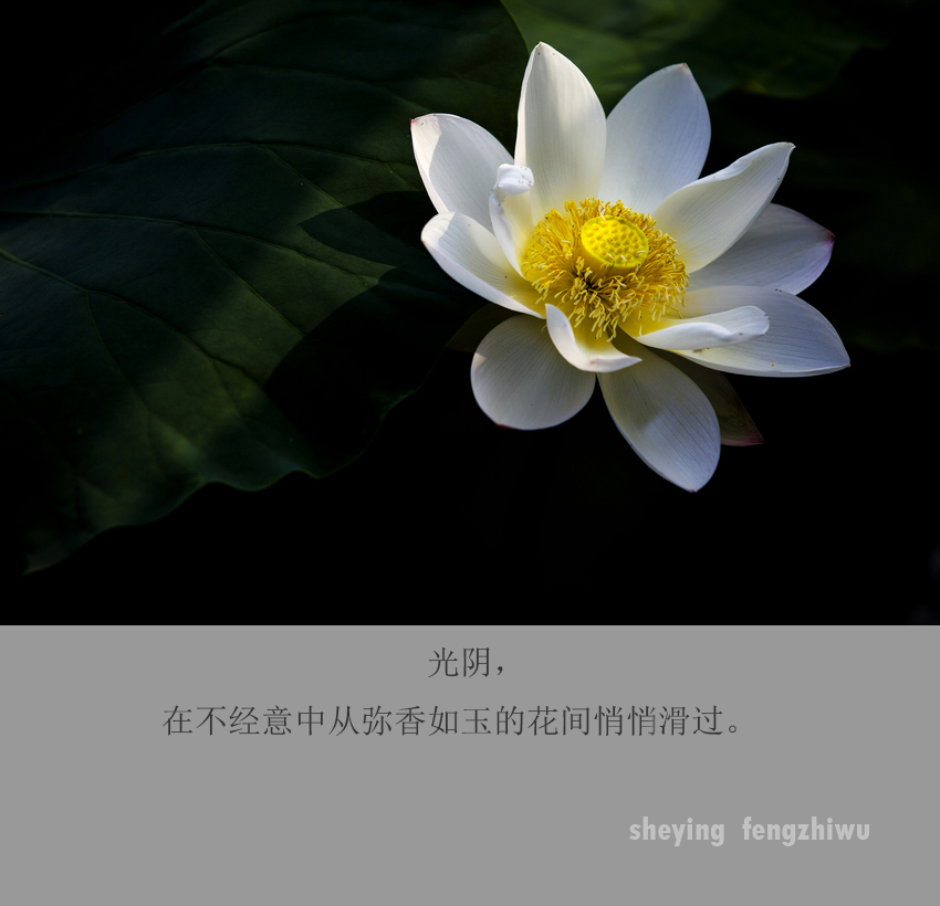 psb (4).jpg