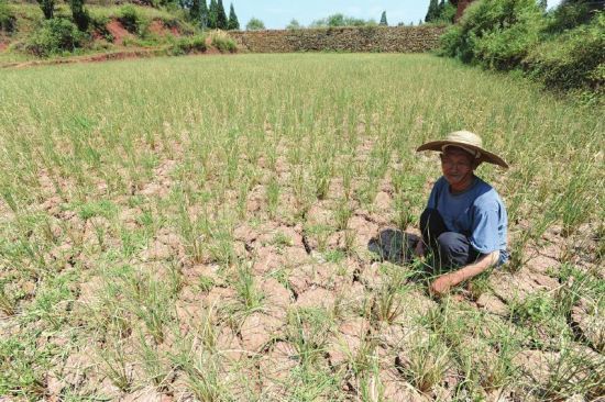 泸州古蔺遭大旱最高温度达44℃ 40万余人受灾-古蔺论坛-麻辣社区 四川