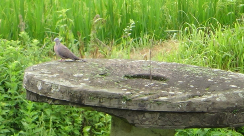 DSC00067_.jpg