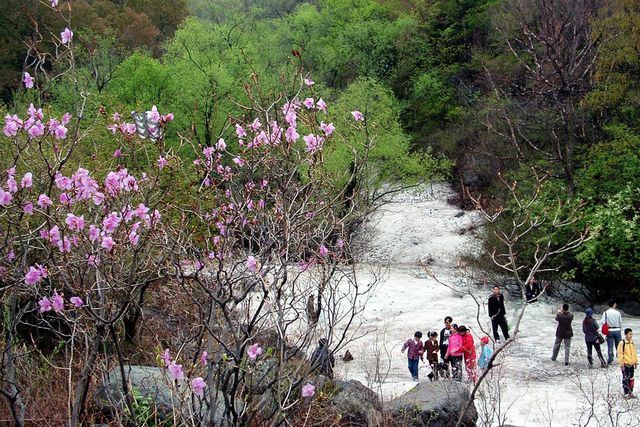 野三坡景区的冰川杜鹃