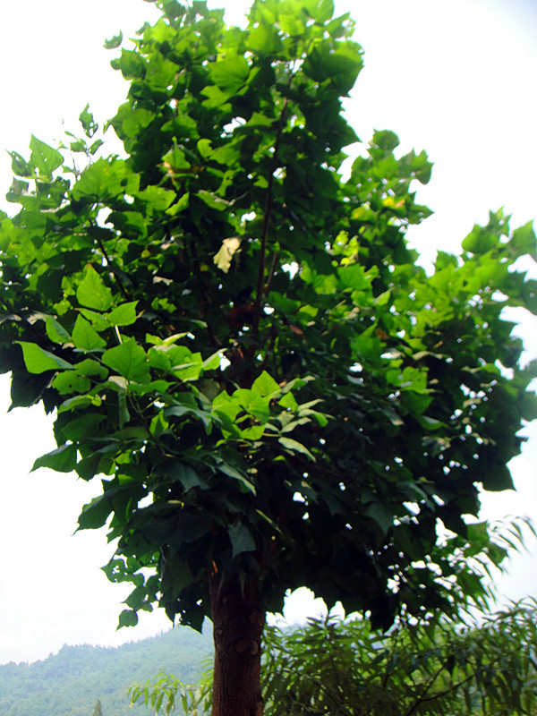 DSC04773_.jpg
