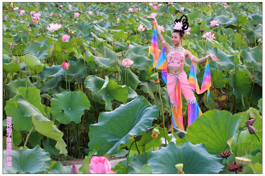 初秋采莲田园 荷花仙子助阵
