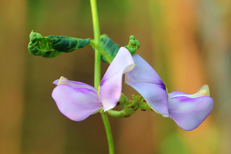豇豆开花