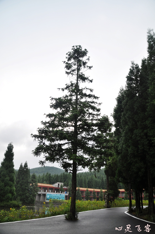 DSC_0452.jpg