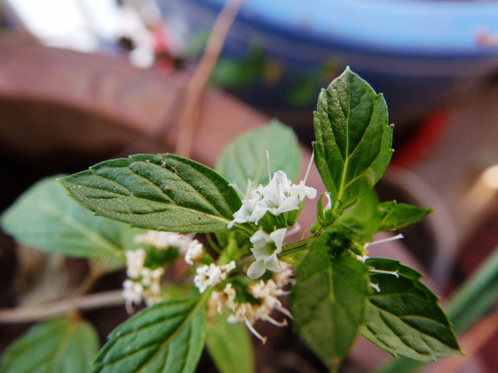 天热啊,薄荷也开花了>>>