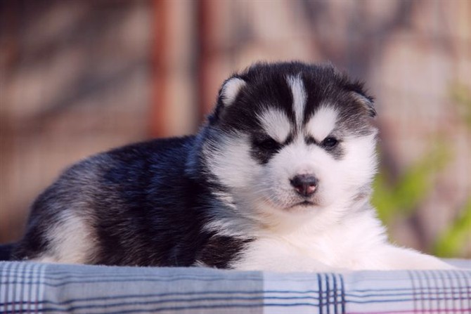 出售純種哈士奇幼犬 三把火雙藍眼哈士奇 包健康純種