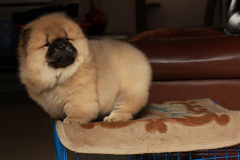 出售家养纯种可爱肉嘴松狮找新家啦包健康欢迎上门选购