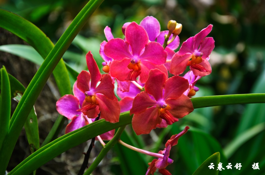 DSC_6455_conew1.jpg