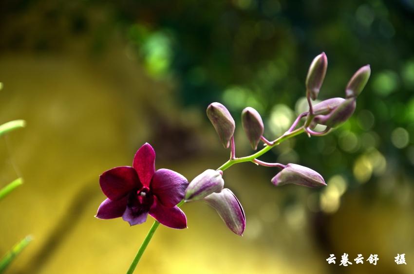 DSC_6456_conew1.jpg