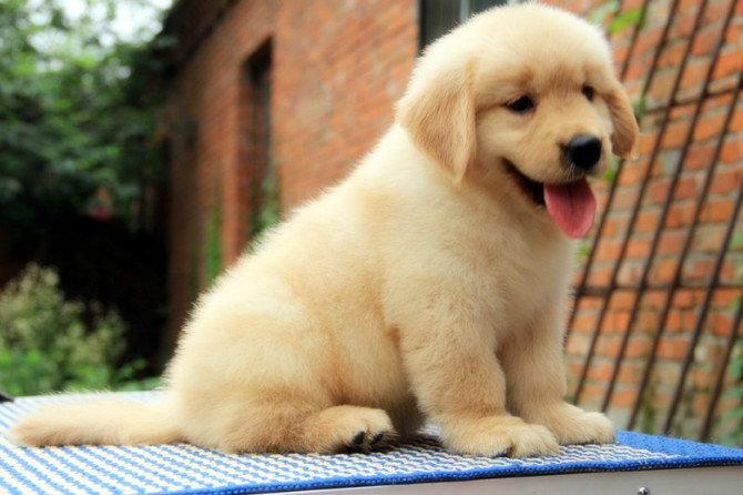 自家大狗生的一窝金毛宝宝低价出售 包健康-成都宠物-麻辣社区 四川第