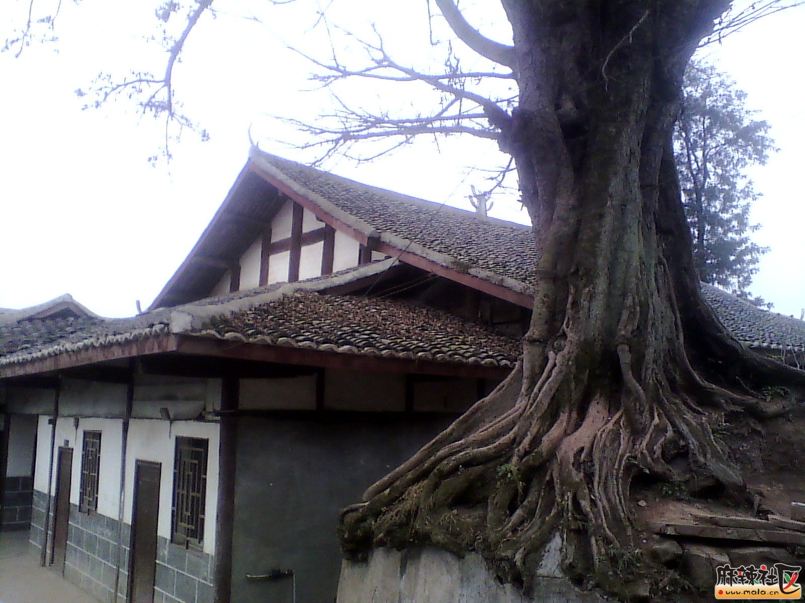 IMG_20130318_161545.jpg