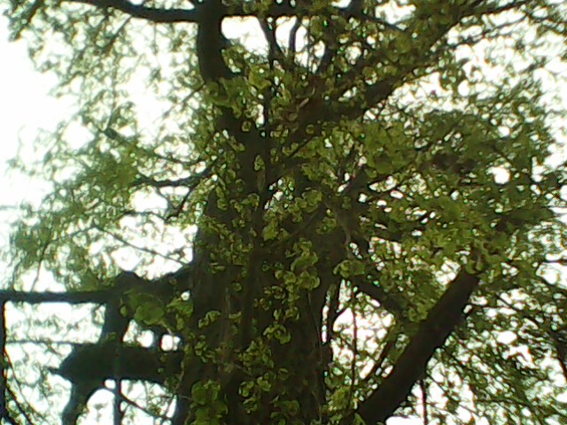 IMG0958A.jpg
