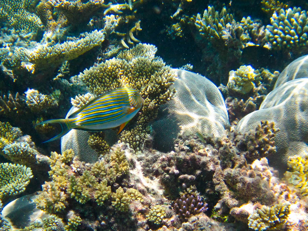 马尔代夫 阿雅达岛 精彩的水下世界