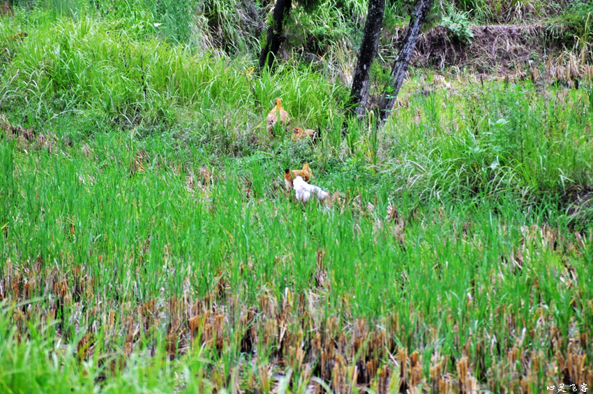 DSC_2868.jpg