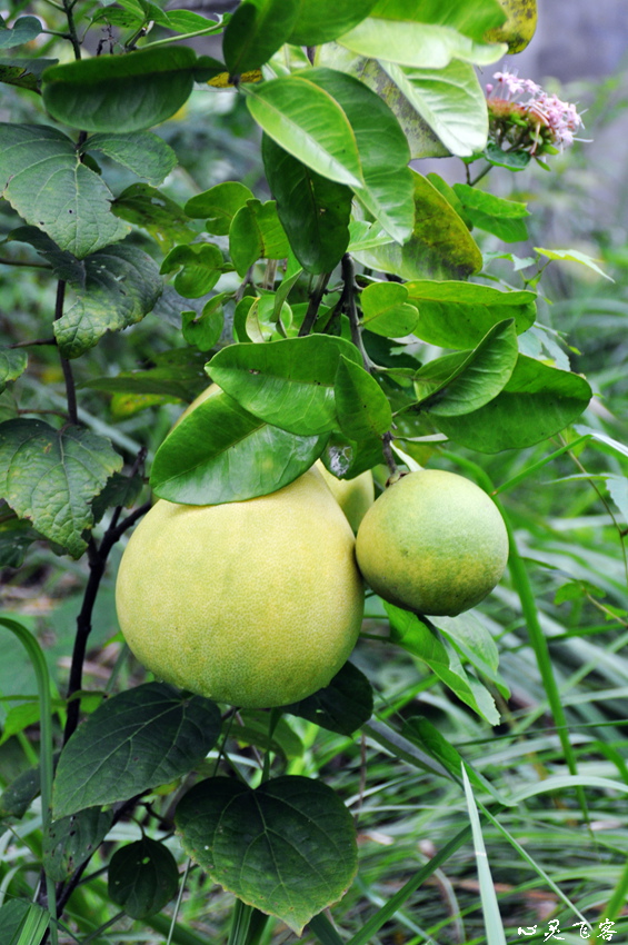DSC_3038.jpg