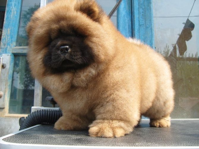 狮子头﹌﹌﹌极品松狮限量出售了~包健康血统纯种