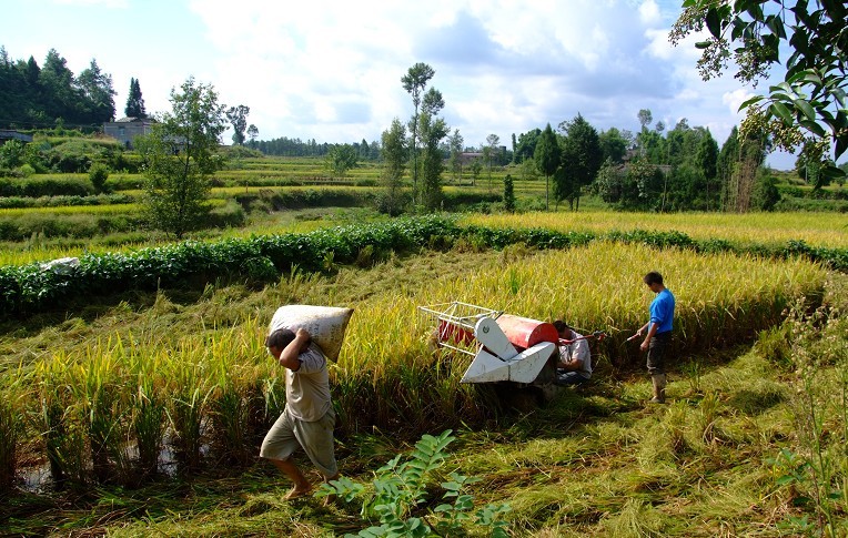 又是农忙秋收时!