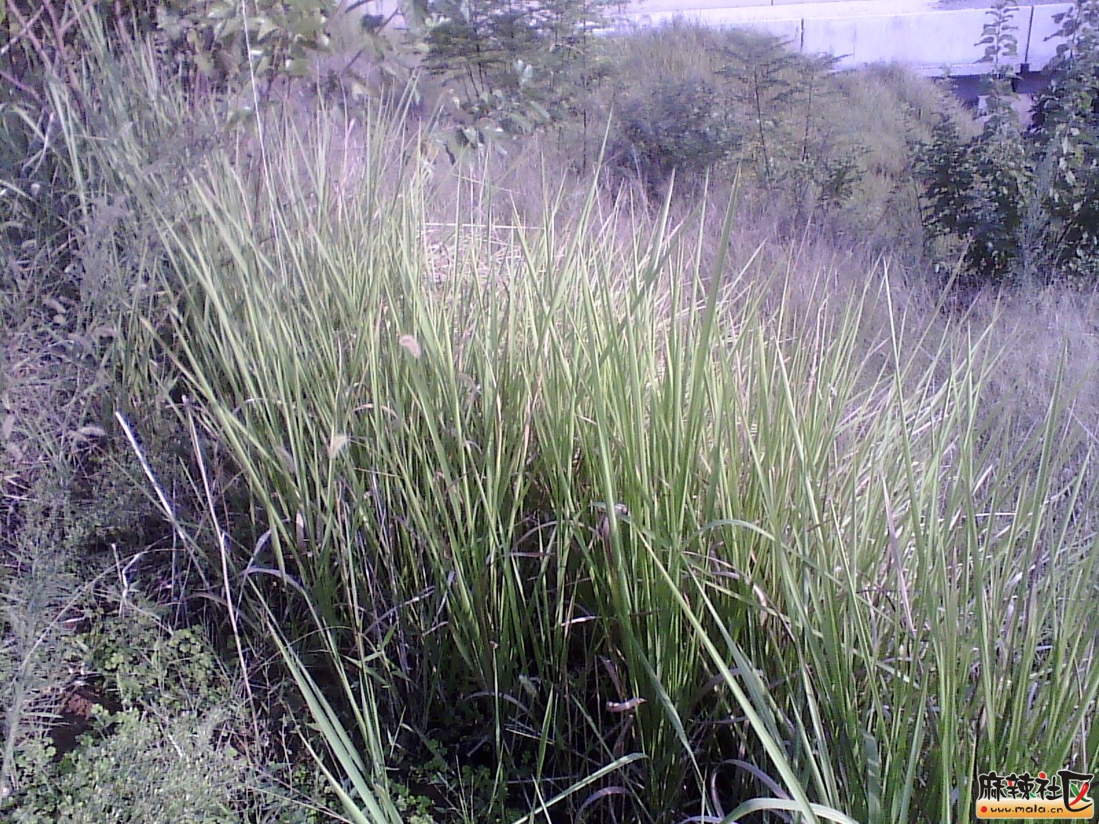 IMG_20130910_171431.jpg