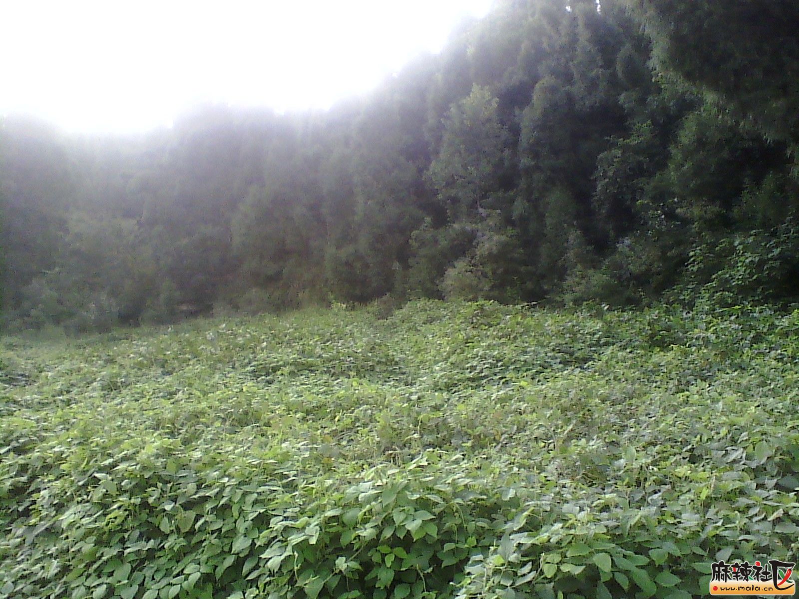 IMG_20130910_180111.jpg