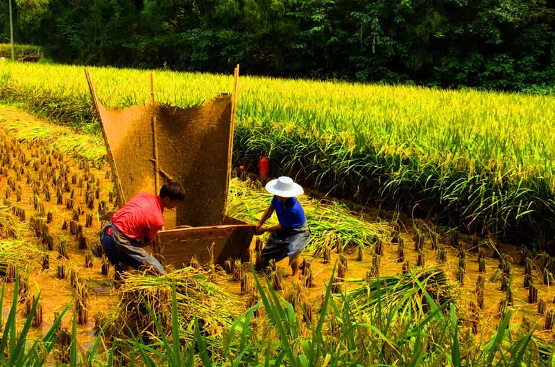 图片故亊《八月金秋稻子黄 农民抢收谷子忙》