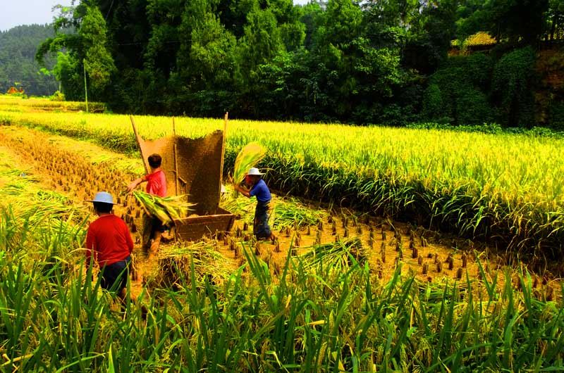 图片故亊《八月金秋稻子黄 农民抢收谷子忙》