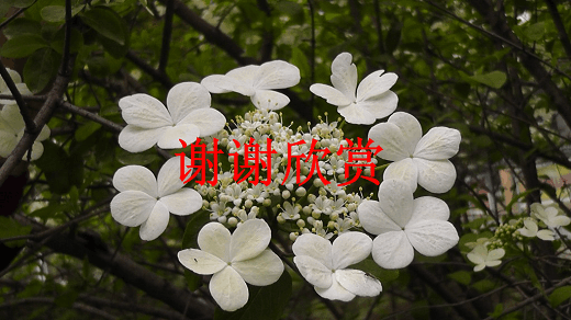 xxxxxx.gif