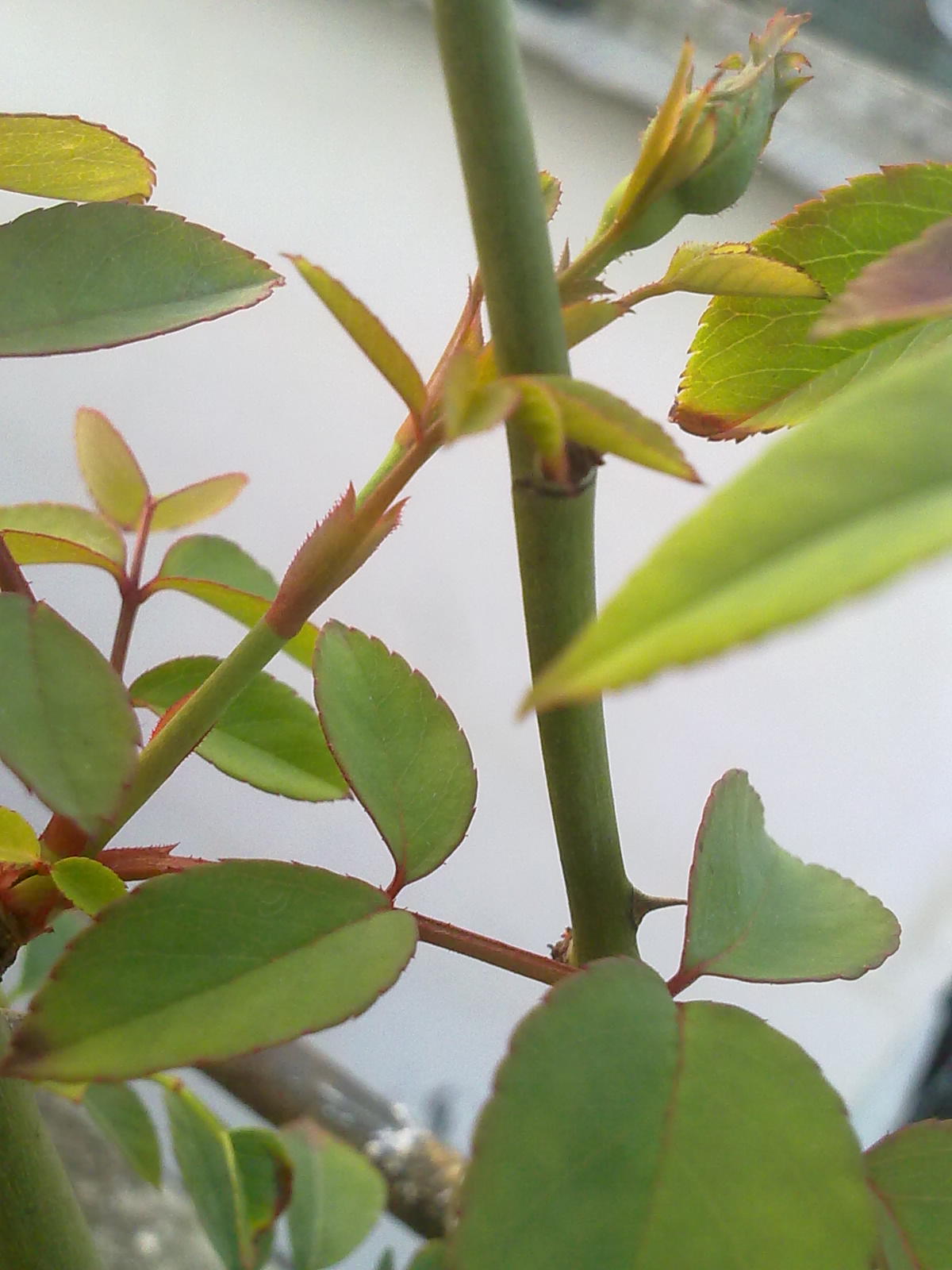 201309166656.jpg