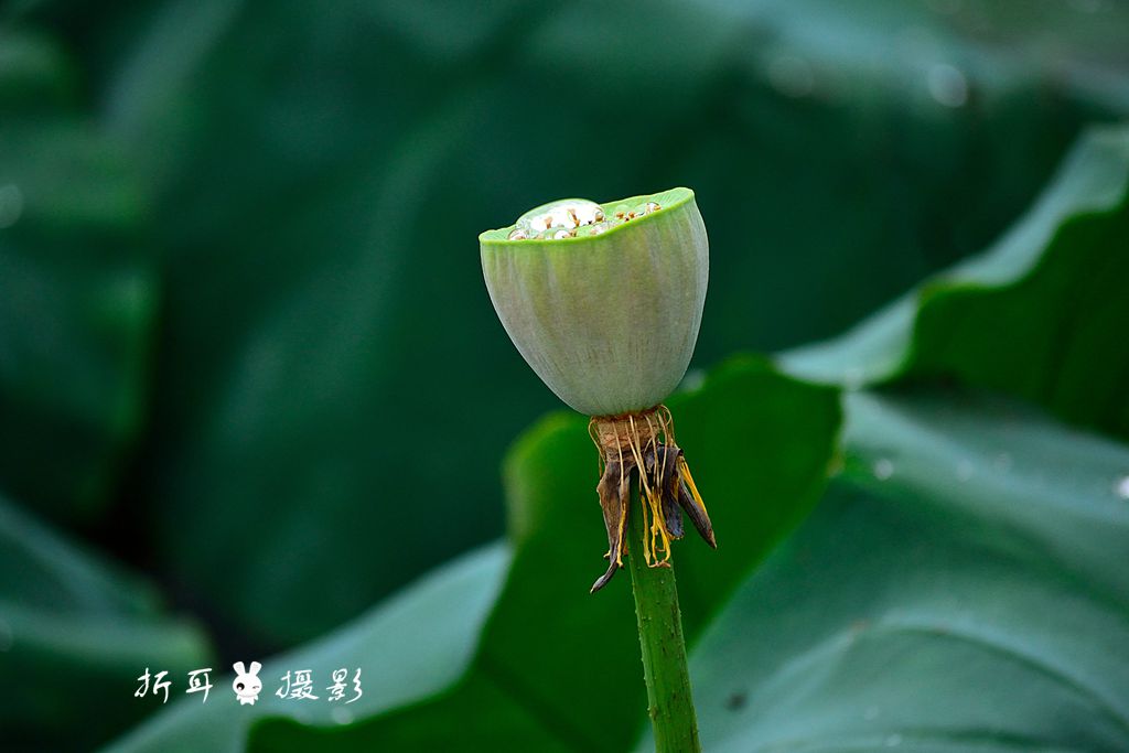 DSC_6775_.jpg