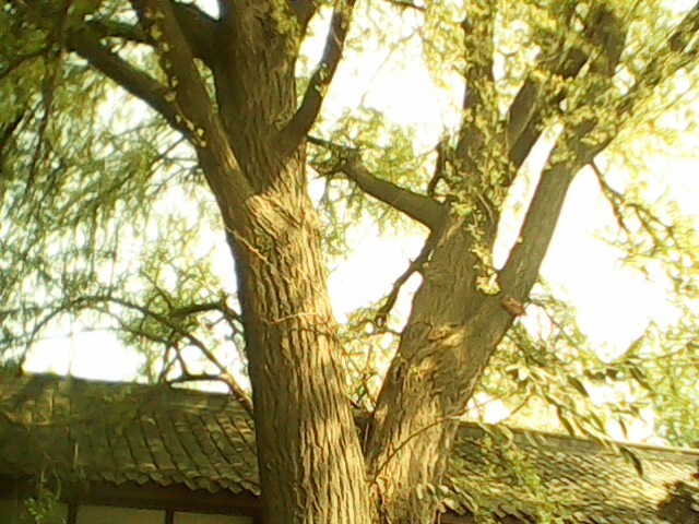 IMG1210A.jpg