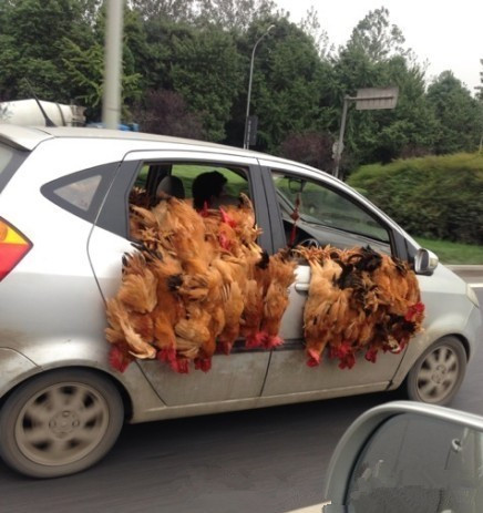 好拉轰的"飞鸡"车