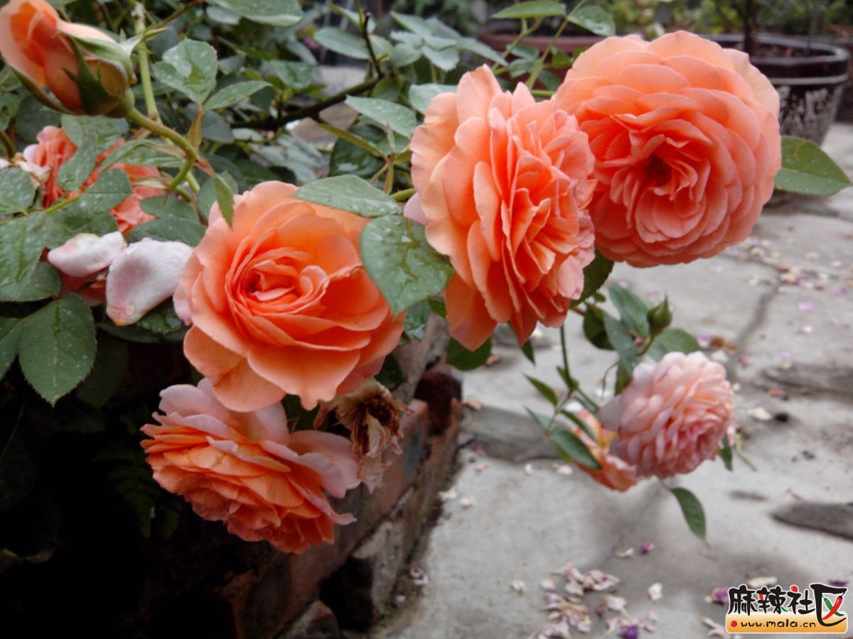 IMG_20130605_125700.jpg
