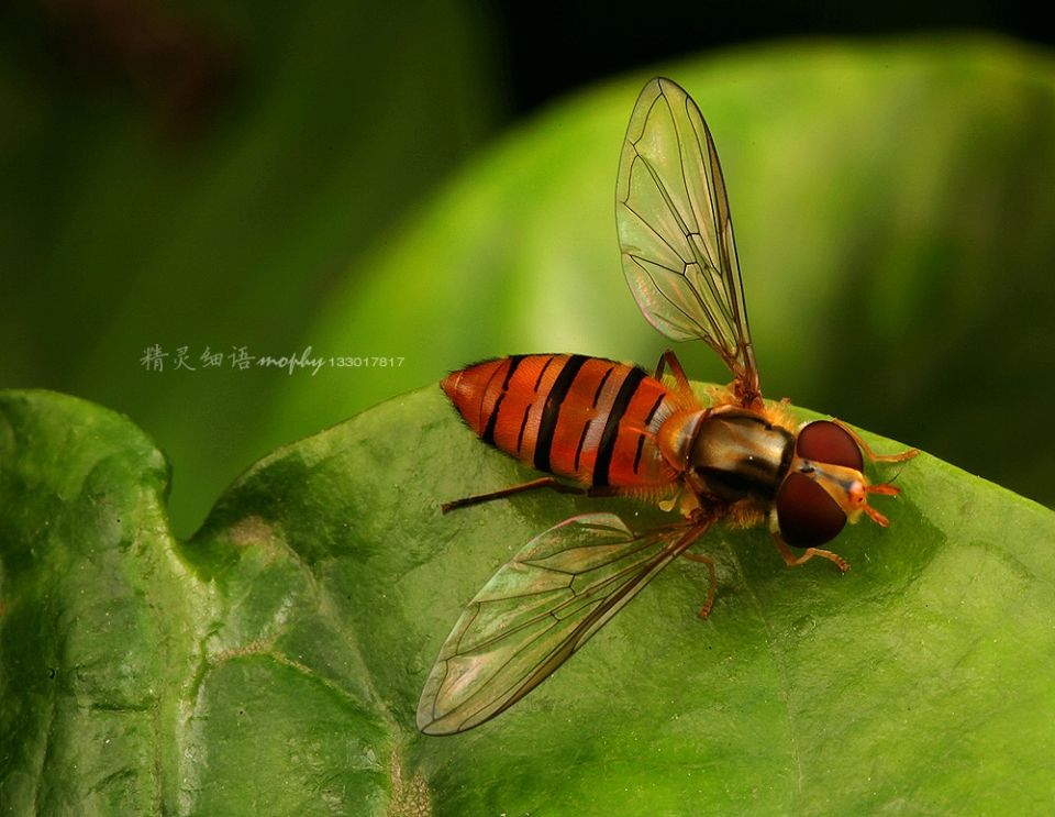 0138422zb2az6fly3dihqb.jpg.thumb.jpg
