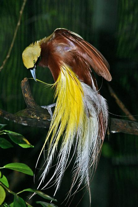 天堂鸟-蓬安论坛-麻辣社区