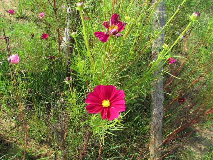IMG_0617.jpg