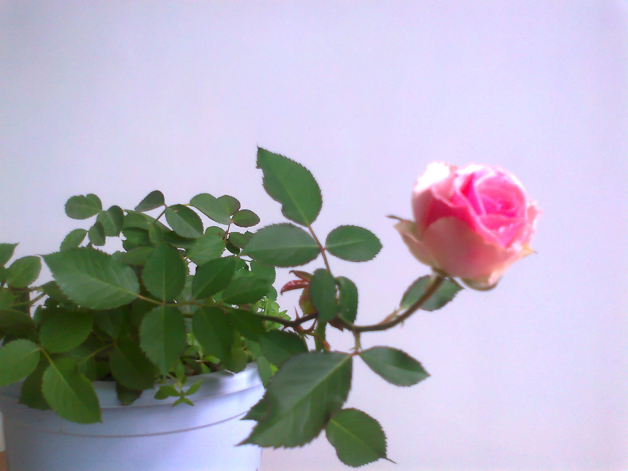 Ƭ0640.jpg