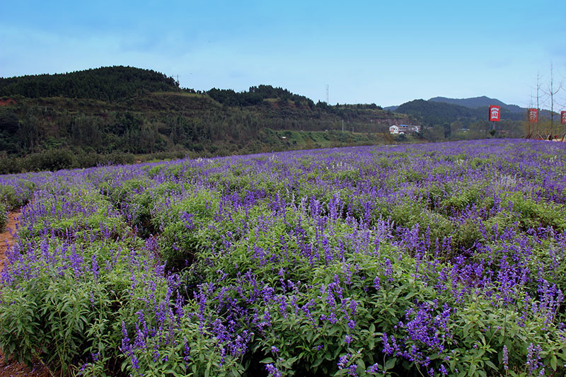 【原创纪实】 打造中的"西部花都"盐亭鳌鱼村